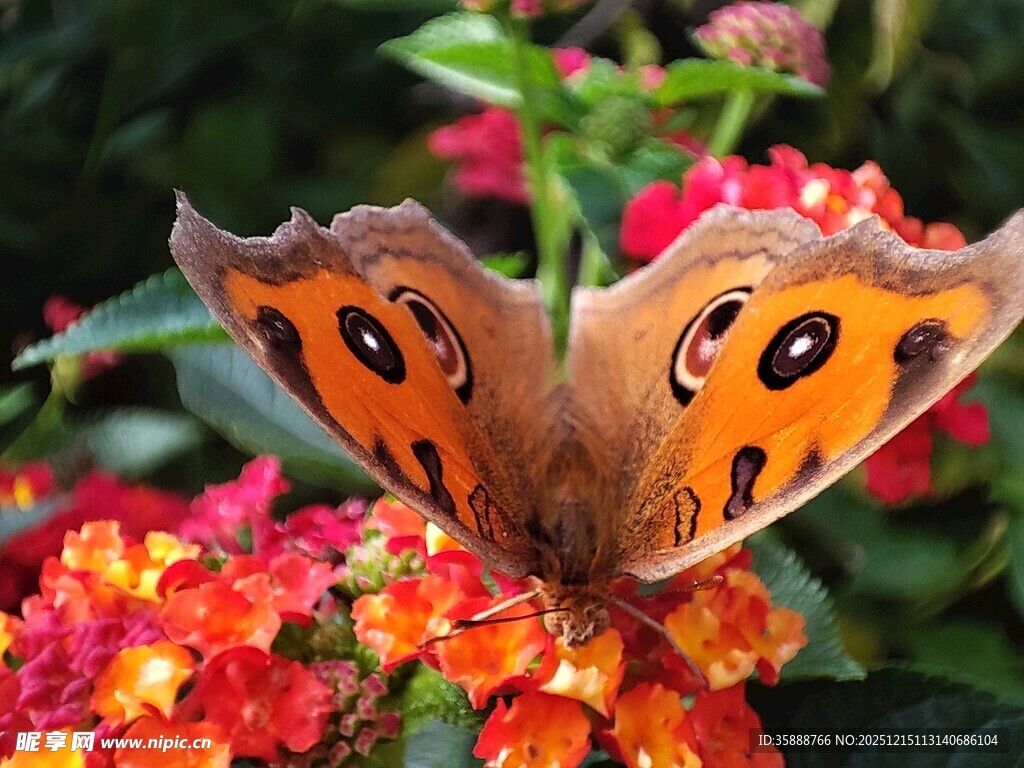 橙蝶栖于绚烂花丛中