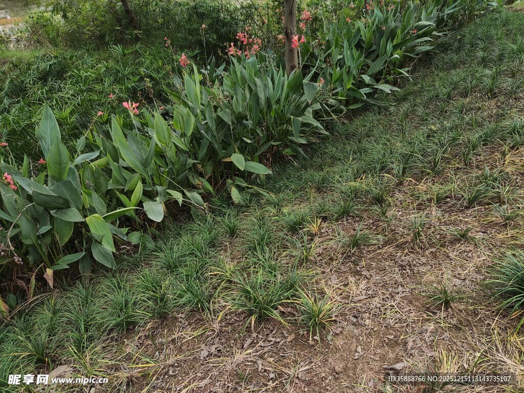 农田边的绿植与裸露土地