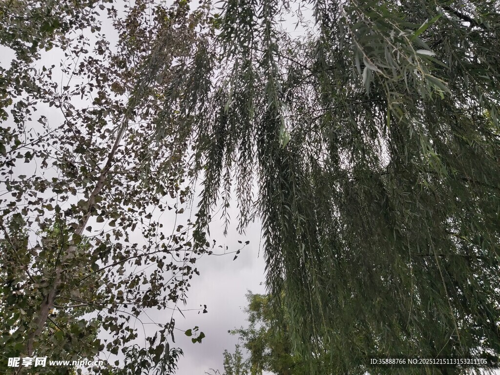 垂柳依依枝叶繁茂