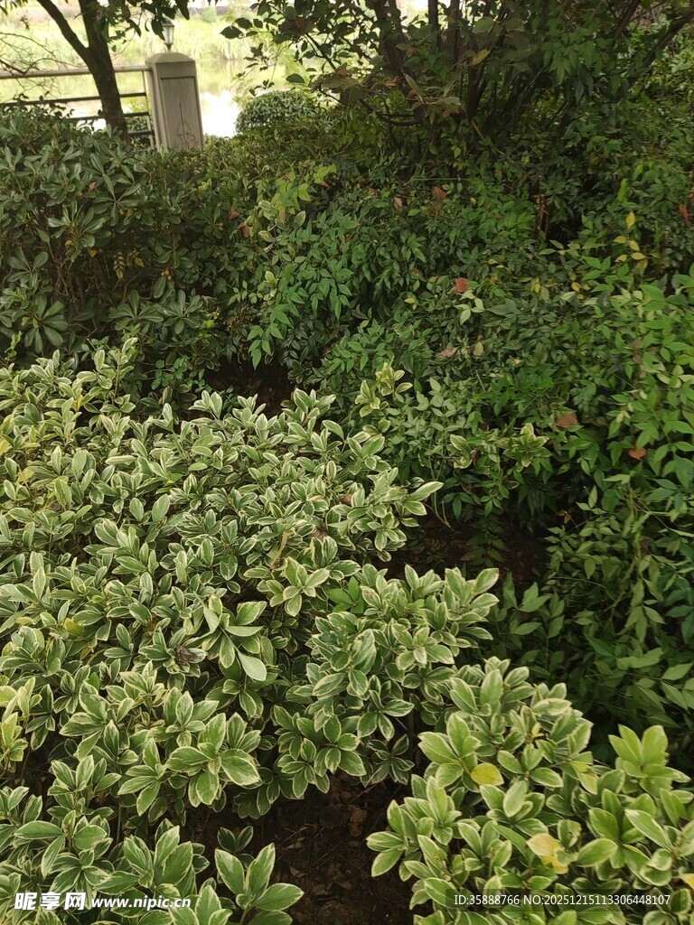 繁茂绿植景观