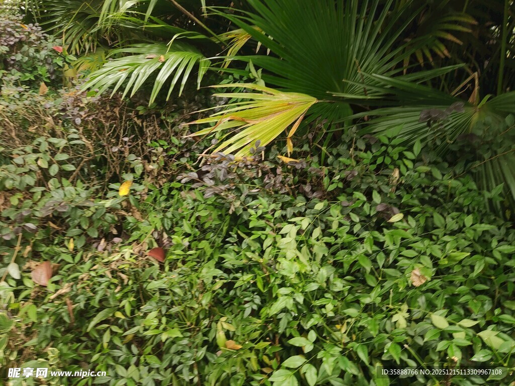 繁茂绿植景观