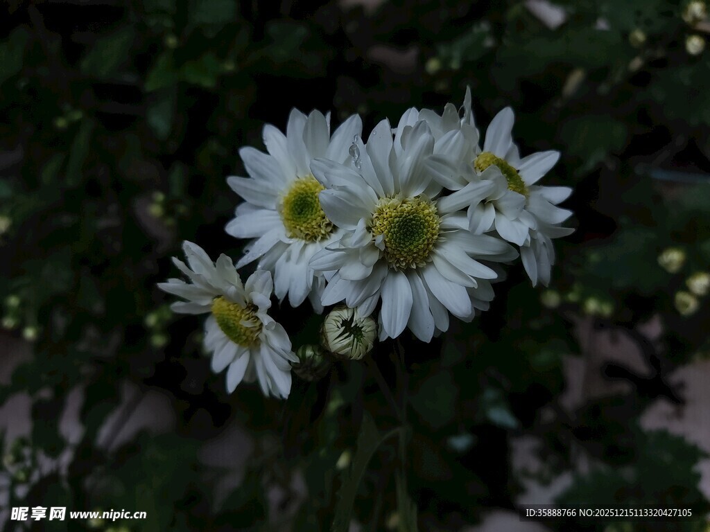 清新小白菊绽放