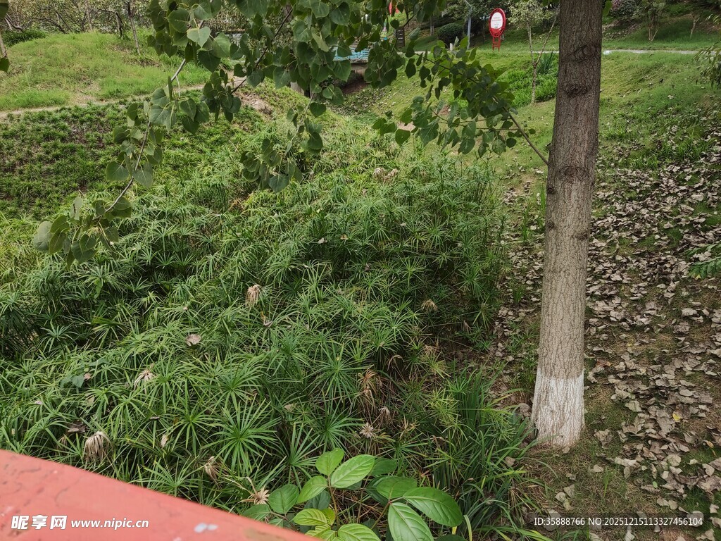 户外绿植与树木景观