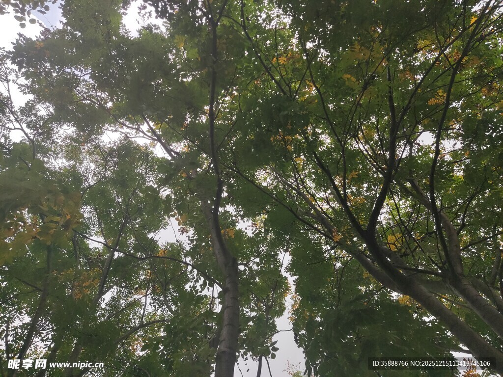 仰视茂密树林绿意盎然