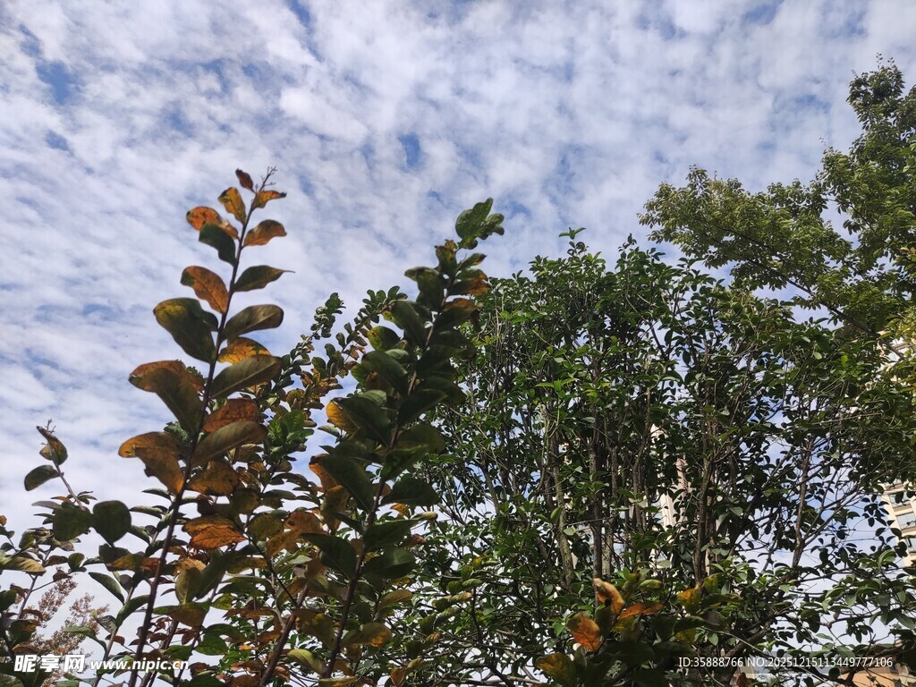 枝头绿叶映蓝天