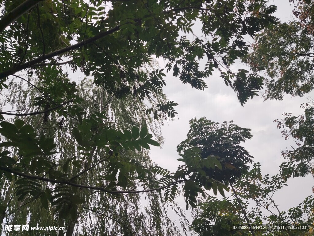 仰视茂密树林树冠