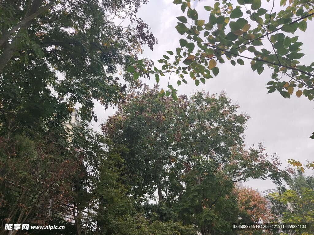 茂密树林中的繁茂枝叶