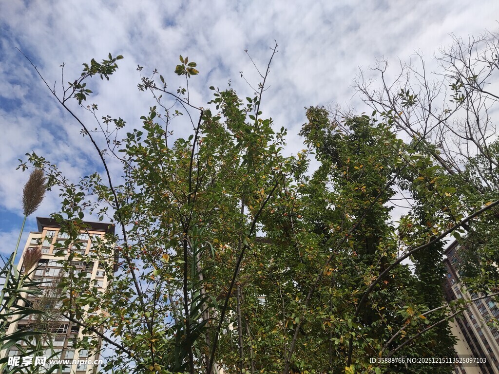 蓝天绿树间的清新景致