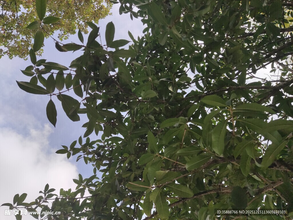 仰视繁茂绿树与蓝天