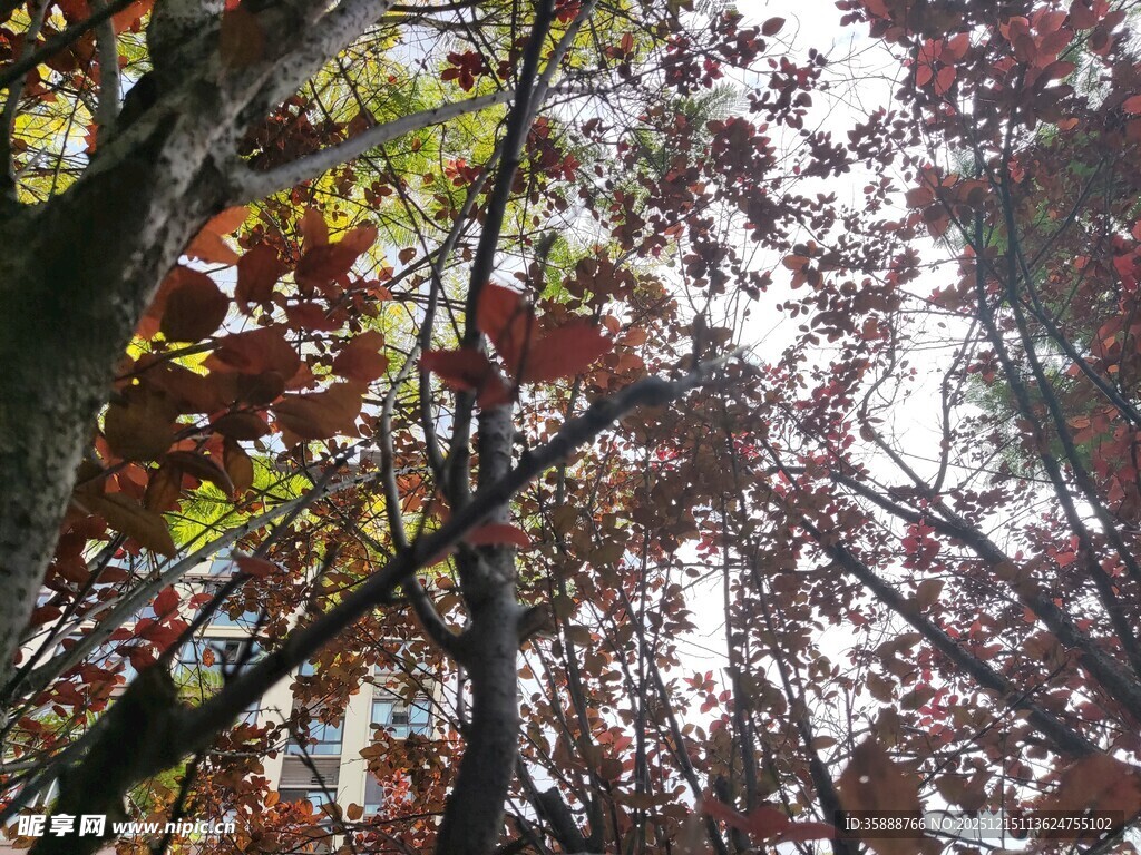 秋日斑斓树冠美景