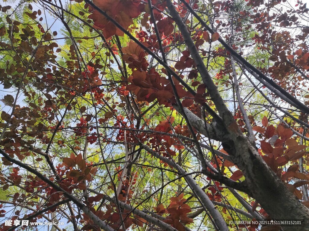 秋日斑斓树叶枝头绽放