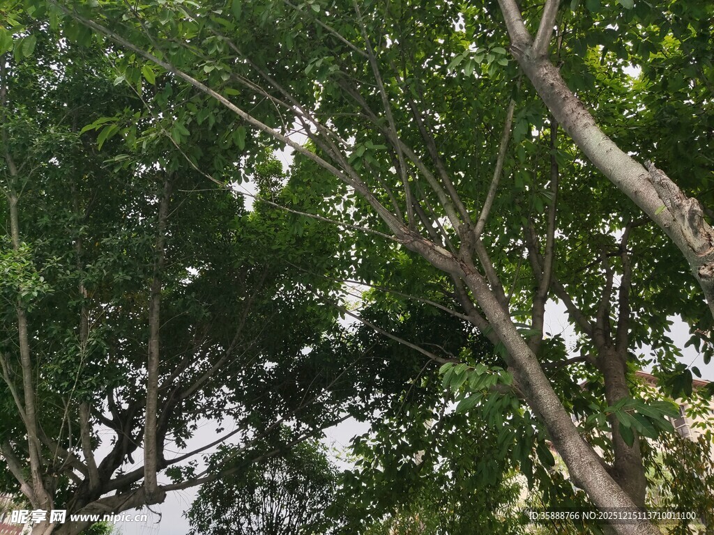 繁茂枝叶间的自然景致