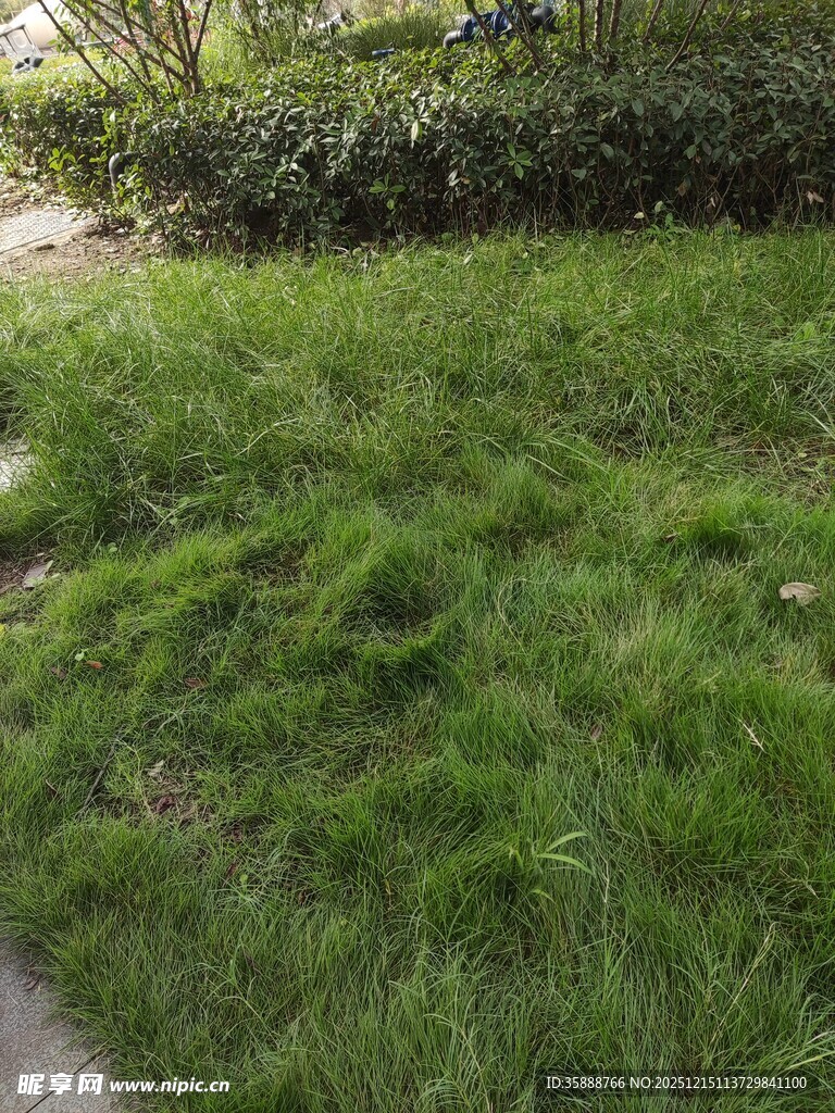 翠绿草坪自然清新景致