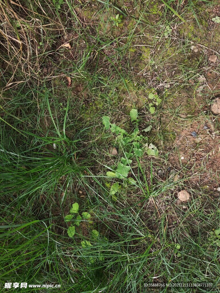 地面上的嫩绿小草