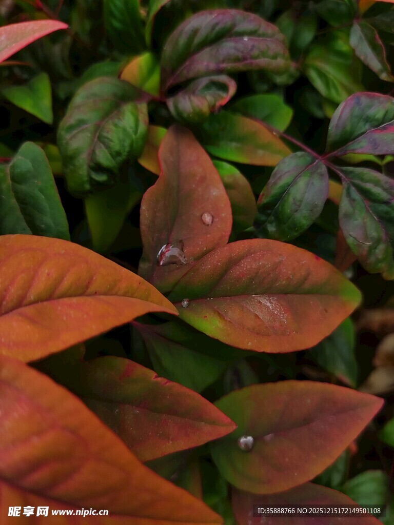 多彩斑斓的植物叶片特写