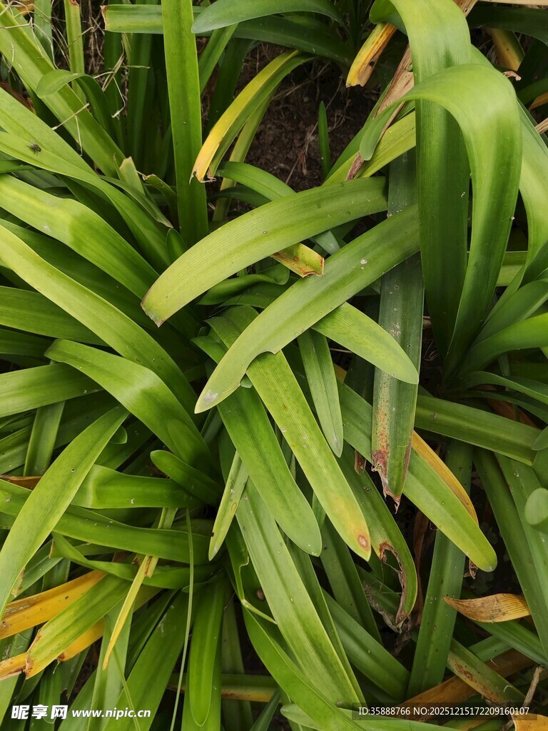 翠绿舒展的植物叶片