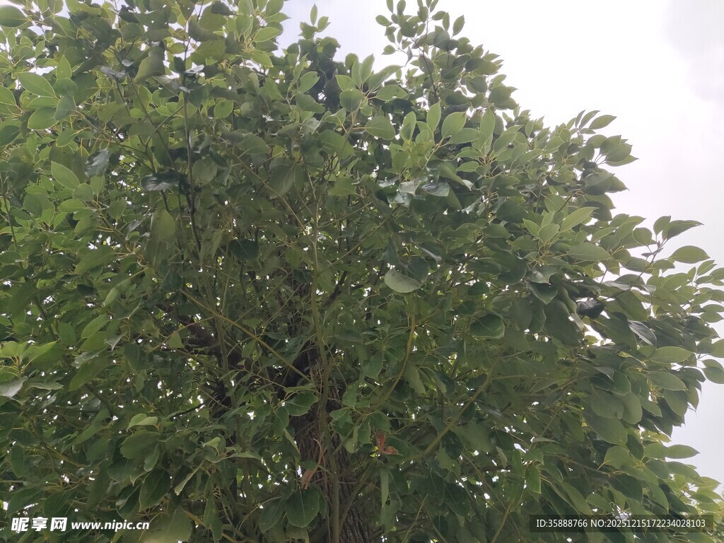 茂盛绿树展现自然生机