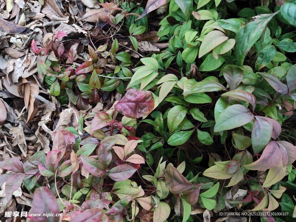 多彩叶片的植物景观