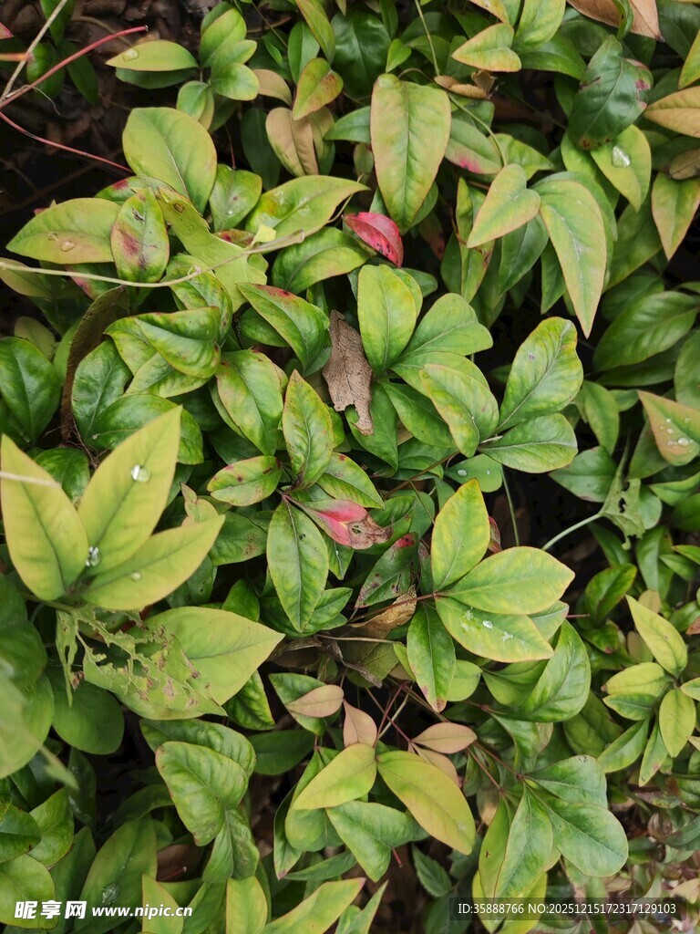 绿叶丛中的多彩植物