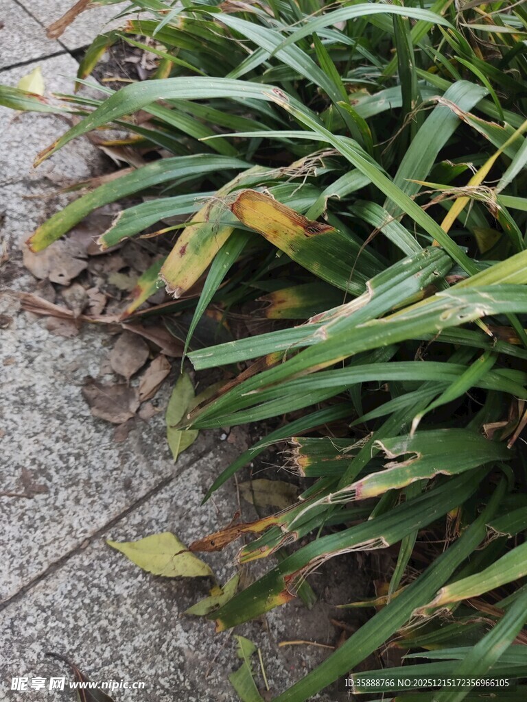 路边翠绿带黄的草丛