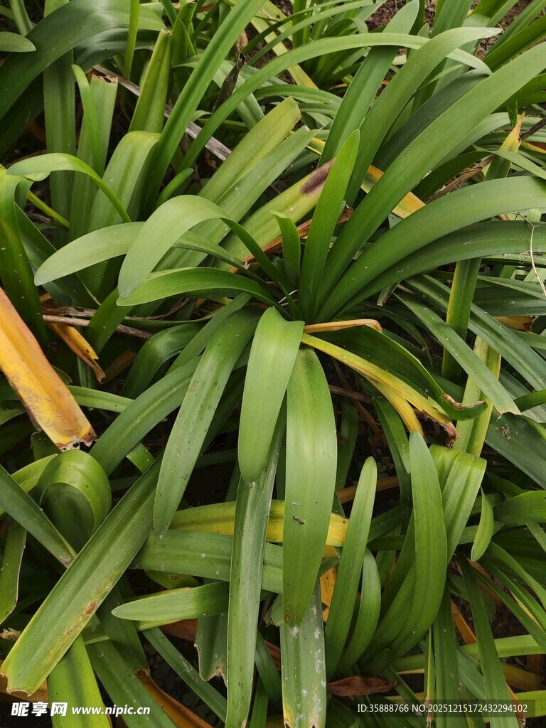 翠绿繁茂的热带植物图景