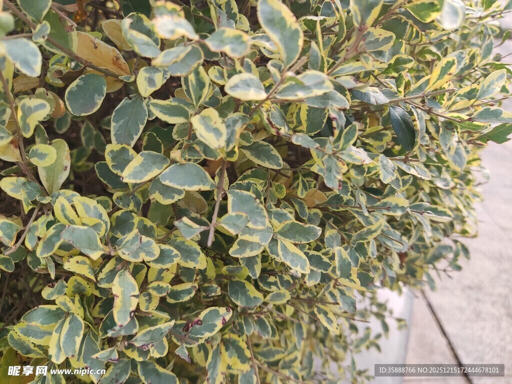 金边绿叶植物特写