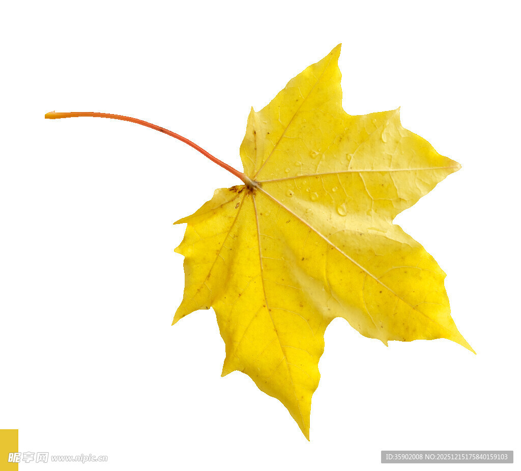 黄色枫叶特写