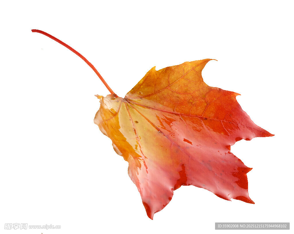 一片多彩枫叶带露珠