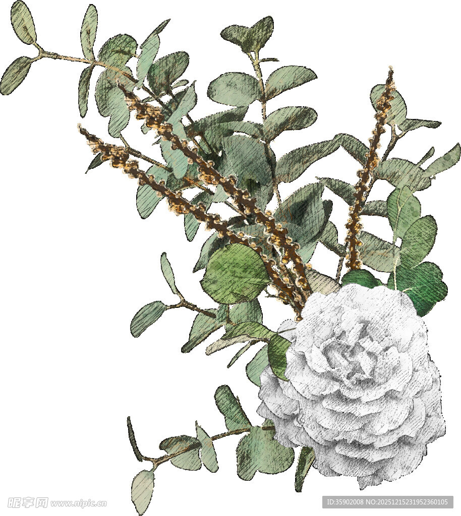 白玫瑰与桉树枝插画