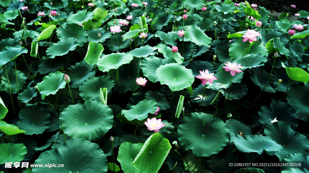 荷塘荷花荷叶美景