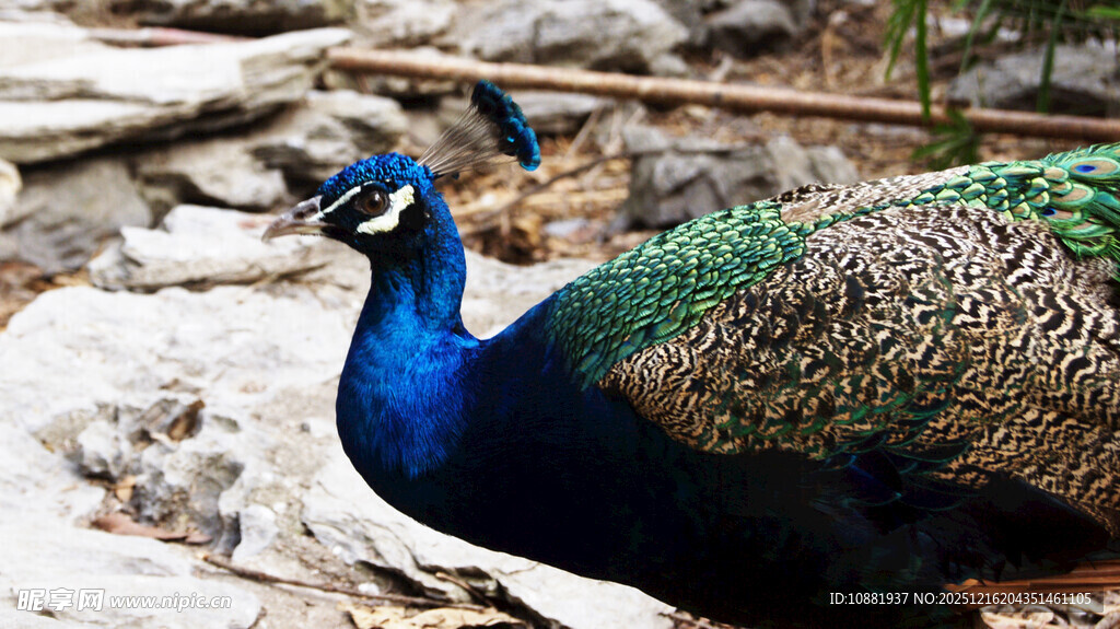 美丽孔雀展示绚丽羽毛