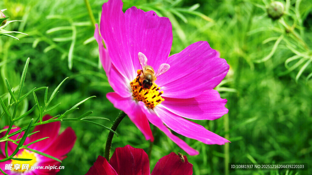 粉色格桑花上的蜜蜂