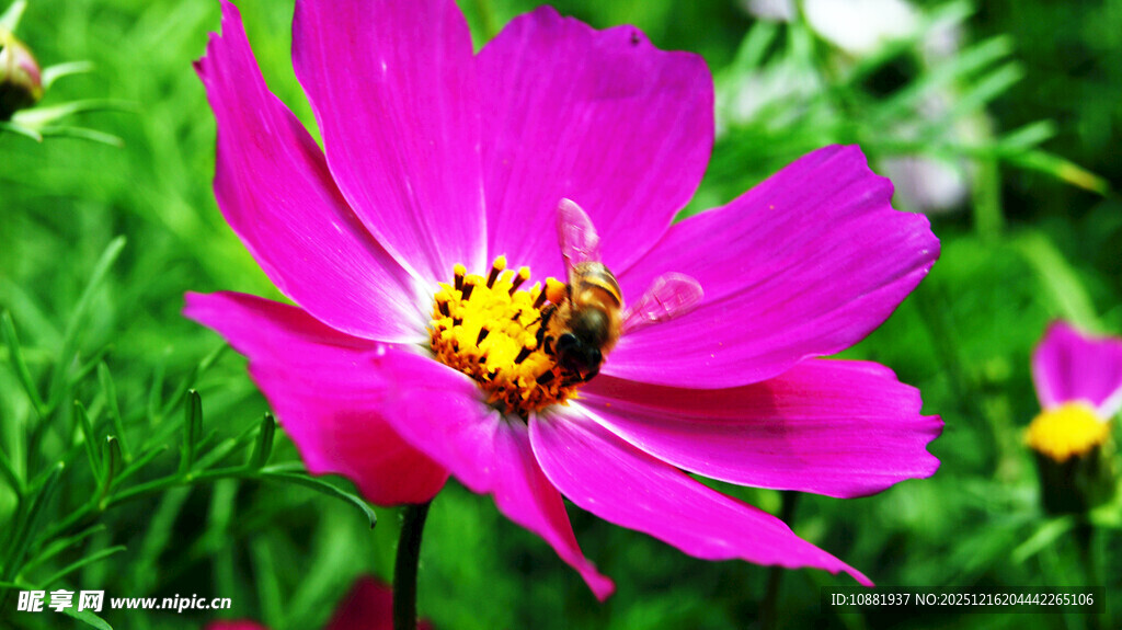 娇艳波斯菊上的小蜜蜂
