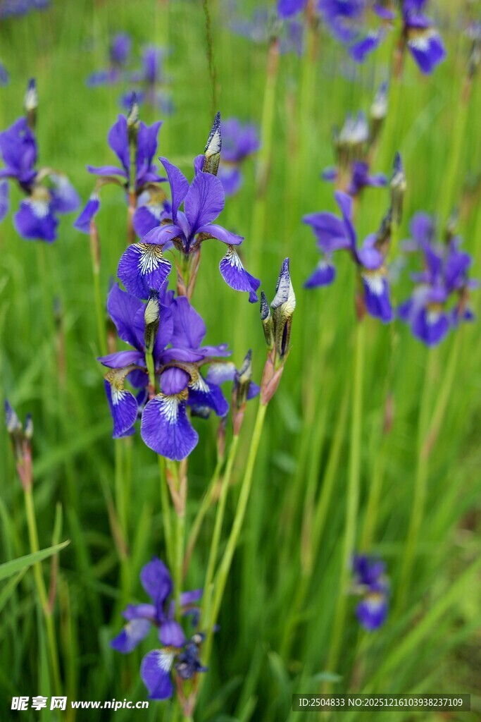 紫色野花绽放于草丛间