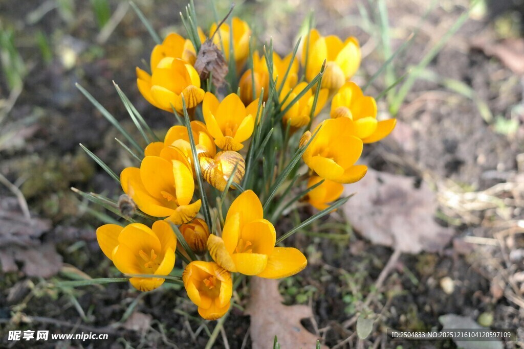 黄色番红花绽放于草地