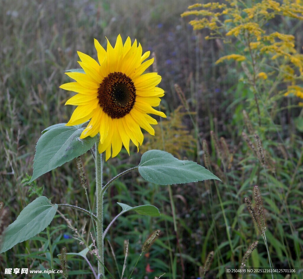 田野中的灿烂向日葵