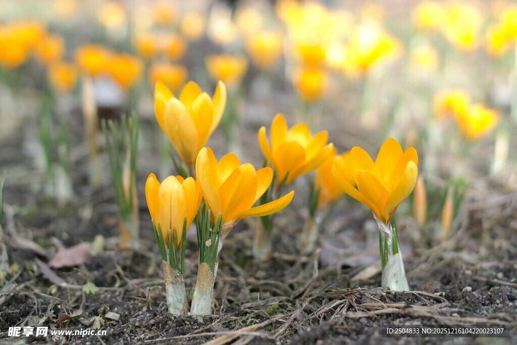 春日绽放的黄色番红花