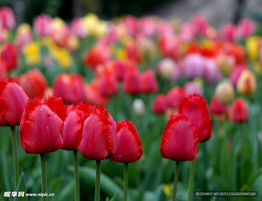 鲜艳郁金香绽放于花丛