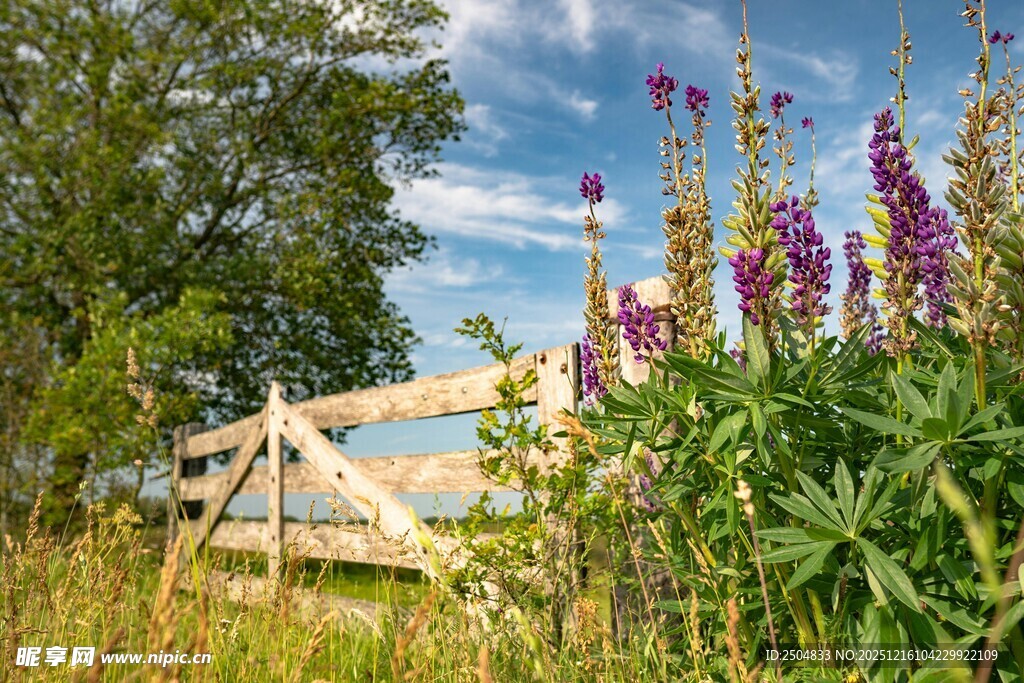 田园木栏旁的绚烂花草