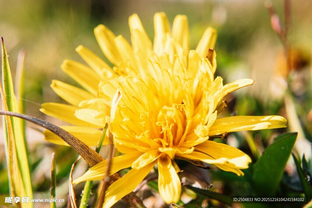 绽放的黄色美丽小花