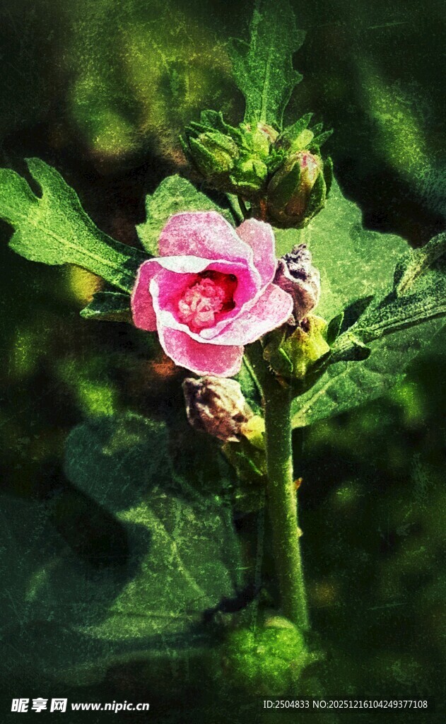 娇艳粉色单朵玫瑰花