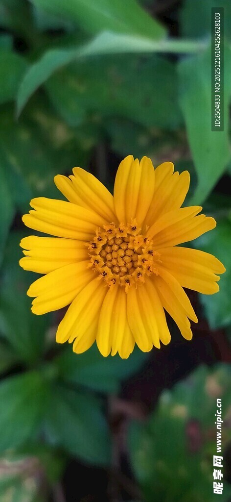 黄色单朵小花绽放