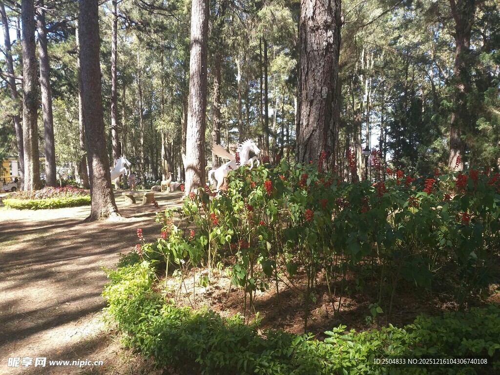 林间小道 静谧自然景致