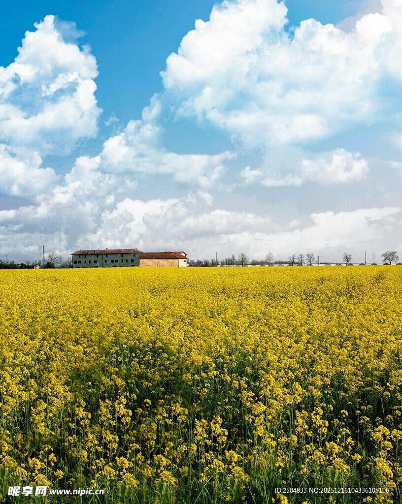 金黄油菜田 蓝天白云美景