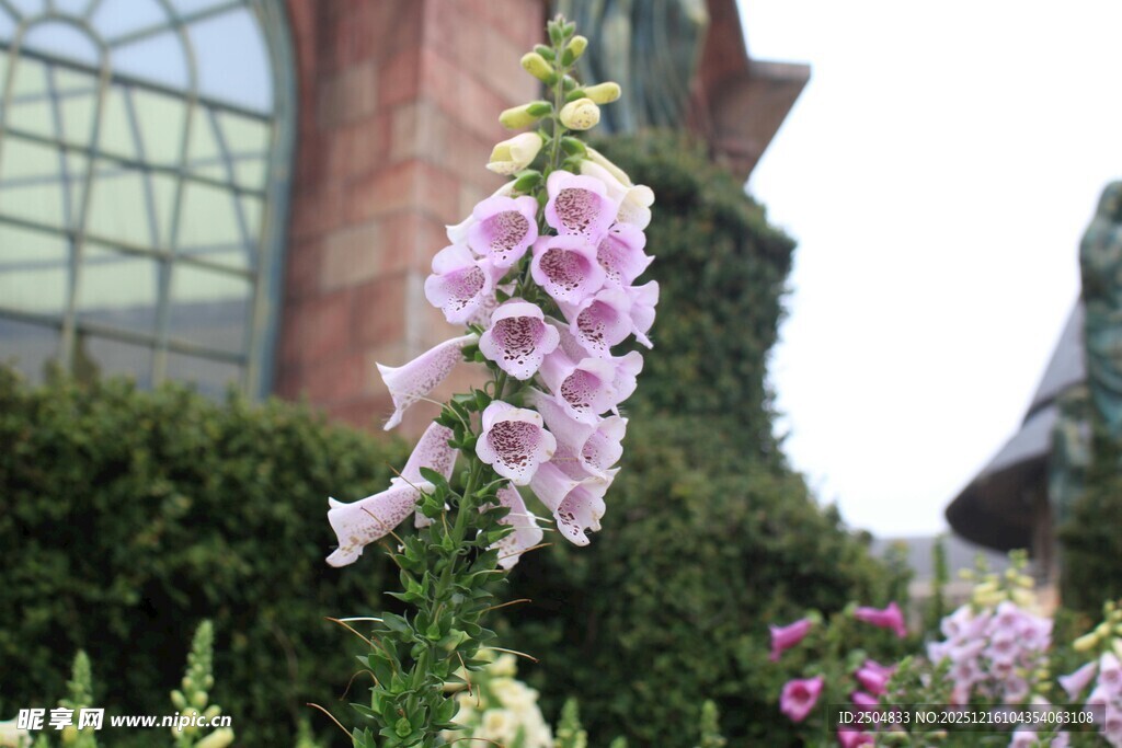 绽放的紫色毛地黄花朵