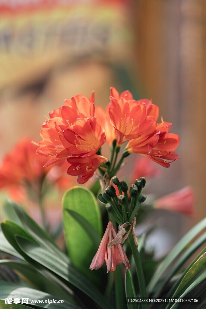 鲜艳橘色君子兰绽放