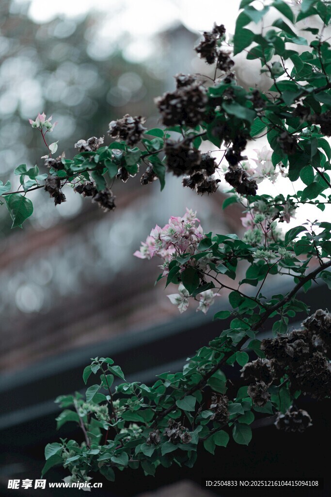 绿叶间的黑紫色果实