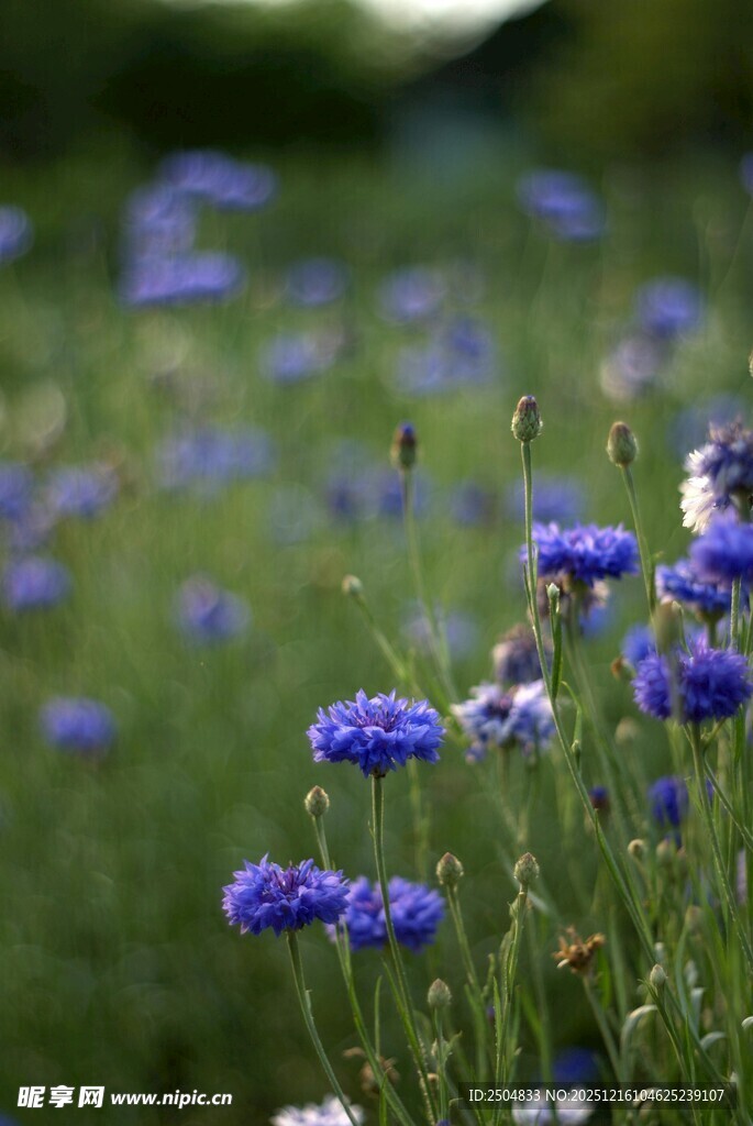蓝花绽放的美丽草地