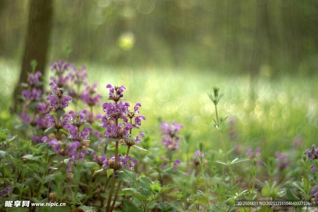 林间绽放的紫色小花