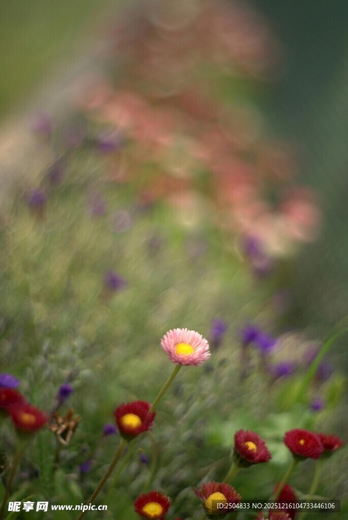 花丛中的多彩小花